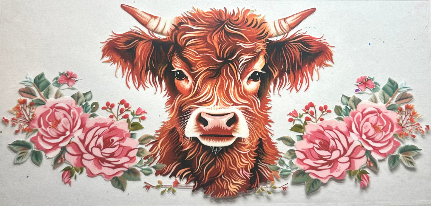 Highland Cow