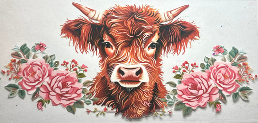 Highland Cow